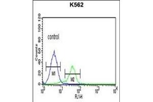 TR Antibody (C-term) 6545b flow cytometric analysis of K562 cells (right histogram) compared to a negative control cell (left histogram). (CD40 Ligand 抗体  (C-Term))