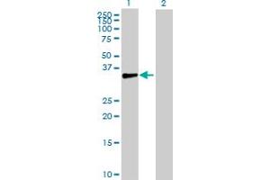 Western Blot analysis of DBC1 expression in transfected 293T cell line by DBC1 MaxPab polyclonal antibody. (DBC1 抗体  (AA 1-320))