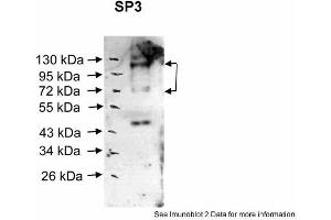 Sample Type: Human nuclear cell extracts (30ug)Primary Dilution: 1:1000Secondary Antibody: anti-Rabbit HRPSecondary Dilution: 1:20000Image Submitted By:  Katarina LuciakovaCancer Research Institute . (Sp3 抗体  (Middle Region))
