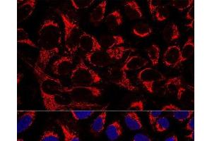 Confocal immunofluorescence analysis of U2OS cells using OCIAD1 Polyclonal Antibody at dilution of 1:100. (OCIAD1 抗体)