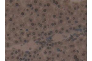 Detection of IRF2 in Mouse Liver Tissue using Polyclonal Antibody to Interferon Regulatory Factor 2 (IRF2) (IRF2 抗体  (AA 1-349))
