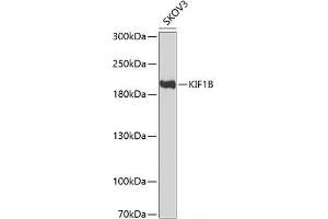 Western blot analysis of extracts of SKOV3 cells using KIF1B Polyclonal Antibody at dilution of 1:1000. (KIF1B 抗体)