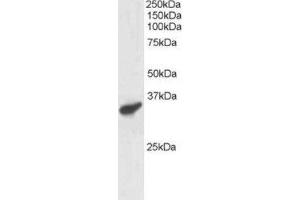 Western Blotting (WB) image for anti-Polycomb Group Ring Finger 3 (PCGF3) (C-Term) antibody (ABIN2466214) (PCGF3 抗体  (C-Term))