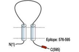 anti-Purinergic Receptor P2X, Ligand-Gated Ion Channel, 7 (P2RX7) (AA 576-595), (C-Term), (Intracellular) antibody (Atto 550)
