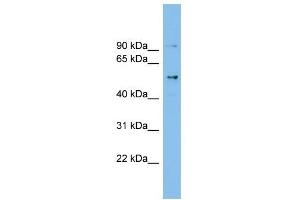 CCDC50 antibody used at 1 ug/ml to detect target protein. (CCDC50 抗体  (Middle Region))