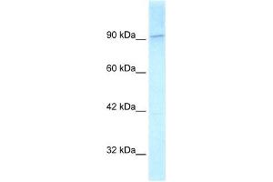 Human HeLa; WB Suggested Anti-KIF1C Antibody Titration: 2. (KIF1C 抗体  (C-Term))