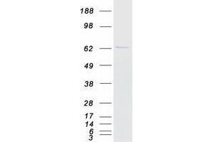 UBXD2 Protein (Myc-DYKDDDDK Tag)
