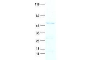 Western Blotting (WB) image for NDRG Family Member 4 (NDRG4) protein (His tag) (ABIN5505732)