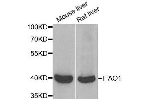 Western blot analysis of extracts of mouse liver and rat liver cell lines, using HAO1 antibody.