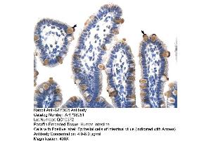Human Intestine (GTF3C5 抗体  (C-Term))