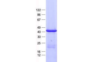 Validation with Western Blot (Cytokeratin 19 Protein (His tag))