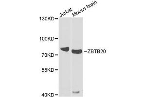 Western blot analysis of extracts of various cell lines, using ZBTB20 antibody (ABIN5974772) at 1/1000 dilution. (ZBTB20 抗体)