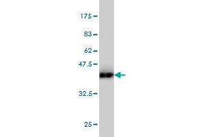Western Blot detection against Immunogen (36.