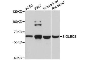 Western blot analysis of extracts of various cell lines, using SIGLEC8 antibody. (SIGLEC8 抗体  (AA 17-363))