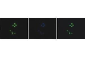 Immunofluorescent staining of Hela cell line with antibody followed by an anti-rabbit antibody conjugated to Alexa488 (left). (HIST1H4A 抗体  (acLys5))