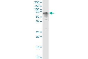 CYP3A4 MaxPab rabbit polyclonal antibody.