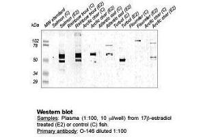Western Blot (Zona Radiata Protein 抗体)