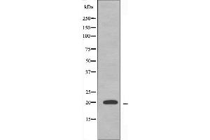 Western blot analysis of extracts from K562 cells, using MRPS12 antibody. (MRPS12 抗体  (Internal Region))