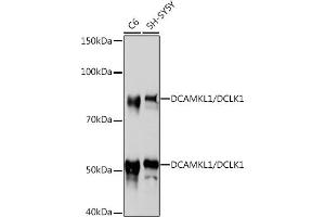 Western blot analysis of extracts of various cell lines, using DC/DCLK1 Rabbit mAb (ABIN1678754, ABIN3018869, ABIN3018870 and ABIN7101679) at 1:1000 dilution. (DCLK1 抗体)