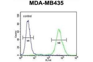 Flow cytometric analysis of MDA-MB435 cells using DEM1 Antibody (Center) Cat. (EXO5 抗体  (Middle Region))
