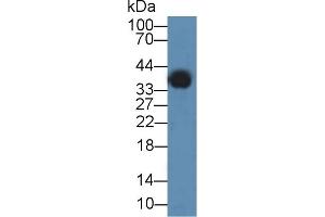Detection of ANXA3 in Human HepG2 cell lysate using Polyclonal Antibody to Annexin A3 (ANXA3) (Annexin A3 抗体  (AA 26-160))