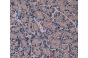 Used in DAB staining on fromalin fixed paraffin- embedded pancreas tissue (Amphiphysin 抗体  (AA 24-240))