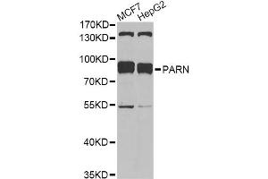 Western blot analysis of extracts of various cell lines, using PARN antibody. (PARN 抗体)