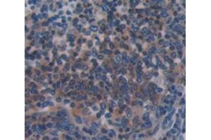 IHC-P analysis of Mouse Tissue, with DAB staining. (Caspase 1 抗体  (AA 119-296))