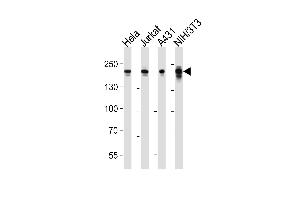 Western blot analysis of lysates from Hela, Jurkat, A431, mouse NIH/3T3 cell line (from left to right), using EHMT2 Antibody (Center) (ABIN6243050 and ABIN6577865). (EHMT2 抗体  (AA 361-395))