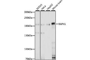 Western blot analysis of extracts of various cell lines, using R antibody (ABIN7269856) at 1:1000 dilution. (RAPH1 抗体  (AA 1-240))