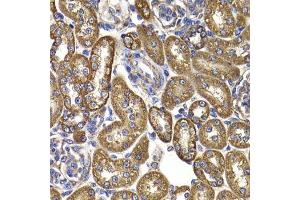 Immunohistochemistry of paraffin-embedded rat kidney using GOT2 antibody. (GOT2 抗体  (AA 30-200))
