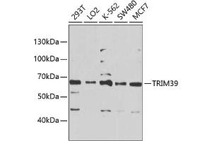 Western blot analysis of extracts of various cell lines, using TRIM39 Antibody (ABIN6134910, ABIN6149523, ABIN6149524 and ABIN6225323) at 1:1000 dilution. (TRIM39 抗体  (AA 350-450))