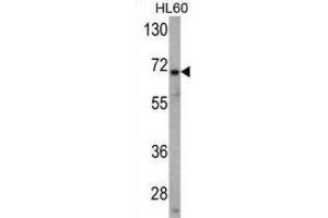 Western Blotting (WB) image for anti-Ubiquitin Specific Peptidase 2 (USP2) antibody (ABIN3001464) (USP2 抗体)