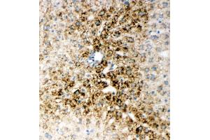 Anti-HNF6 antibody, IHC(F) IHC(F): Rat Liver Tissue (ONECUT1 抗体  (N-Term))