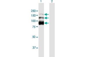 Western Blot analysis of ZC3H18 expression in transfected 293T cell line by ZC3H18 MaxPab polyclonal antibody. (ZC3H18 抗体  (AA 1-953))