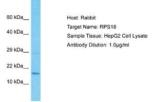 Host: Rabbit Target Name: RPS18 Sample Type: HepG2 Whole Cell lysates Antibody Dilution: 1. (RPS18 抗体  (C-Term))