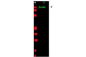 Western blot using  Affinity Purified anti-SLIT-2 antibody shows detection of a band at ~165 kDa (lane 1) corresponding to SLIT-2 present in a chicken spinal cord whole cell lysate (arrowhead). (SLIT2 抗体  (AA 484-500))