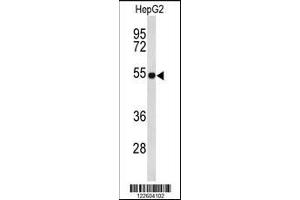 Western blot analysis of EFEMP2 Antibody in HepG2 cell line lysates (35ug/lane). (FBLN4 抗体  (C-Term))
