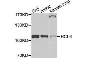 Western blot analysis of extracts of various cells, using BCL6 antibody. (BCL6 抗体)