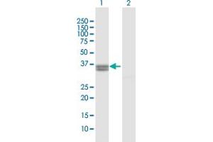 Western Blot analysis of PPA2 expression in transfected 293T cell line by PPA2 MaxPab polyclonal antibody.