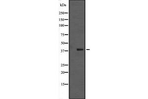 Western blot analysis of MAPK13 expression in nocodazole treated HCT116 cell lysate; PMA-treated Pam212 cell lysate,The lane on the left is treated with the antigen-specific peptide. (MAPK13 抗体  (C-Term))