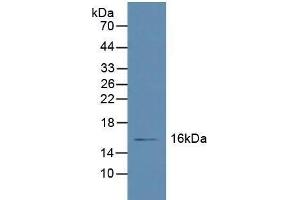 Western blot analysis of Human Liver Tissue. (Retinol Binding Protein 5 抗体  (AA 2-135))