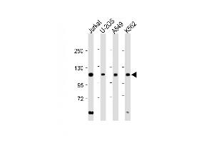 All lanes : Anti-EXO1 Antibody (N-term) at 1:2000 dilution Lane 1: Jurkat whole cell lysate Lane 2: U-2OS whole cell lysate Lane 3: A549 whole cell lysate Lane 4: K562 whole cell lysate Lysates/proteins at 20 μg per lane. (Exonuclease 1 抗体  (N-Term))