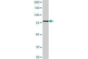 SUPV3L1 MaxPab polyclonal antibody. (SUPV3L1 抗体  (AA 1-786))