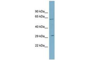 Image no. 1 for anti-Steroid-5-alpha-Reductase, alpha Polypeptide 2 (3-Oxo-5 alpha-Steroid delta 4-Dehydrogenase alpha 2) (SRD5A2) (N-Term) antibody (ABIN6743291) (SRD5A2 抗体  (N-Term))