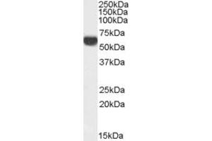 Western Blotting (WB) image for anti-Family with Sequence Similarity 24, Member B (FAM24B) (N-Term) antibody (ABIN2791502) (FAM24B 抗体  (N-Term))