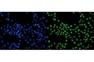 IF analysis of EXOSC3 using anti-EXOSC3 antibody (ABIN7602216). (EXOSC3 抗体  (AA 64-275))