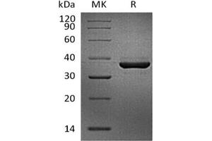 Western Blotting (WB) image for Fibrinogen-Like 1 (FGL1) protein (His tag,Biotin) (ABIN7321022)