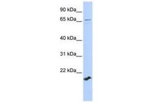 Image no. 1 for anti-Zinc Finger Protein 37 Homolog (ZFP37) (AA 252-301) antibody (ABIN6740342) (ZFP37 抗体  (AA 252-301))