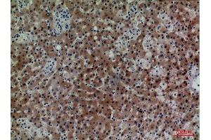 Immunohistochemistry (IHC) analysis of paraffin-embedded Human Liver, antibody was diluted at 1:100. (CD7 抗体  (Internal Region))